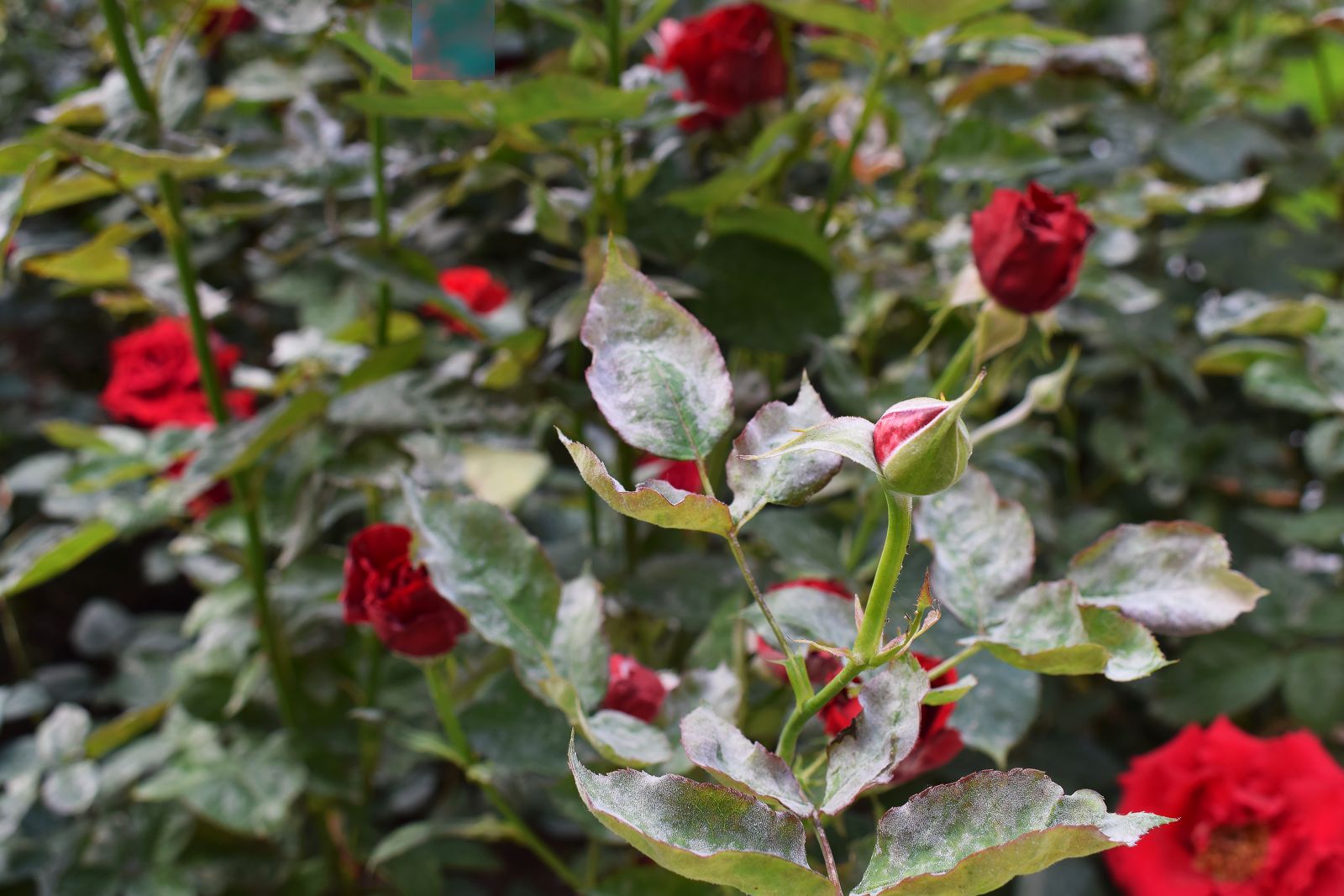 A white, powdery coating on leaves, shoots, and stems.
