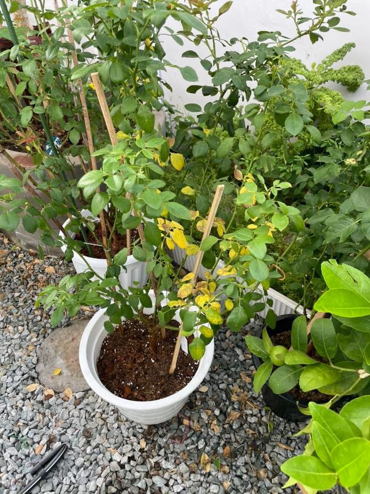 Chlorosis advances from the older (lower) leaves upward — the signature pattern of a mobile-nutrient (N) deficiency