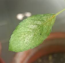 Tiny chlorotic flecks scattered across the upper leaf surface.