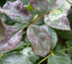 Curling and distortion of the foliage.