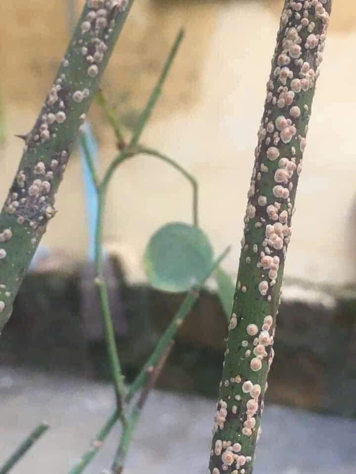 Scale insects: small brown, grey, or white bumps fixed firmly to stems and canes that do not dislodge with light touch.