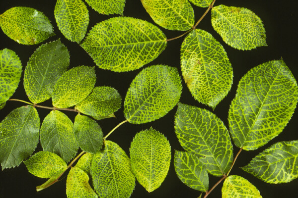 Vein-banding — leaf veins turn yellow against the green background.