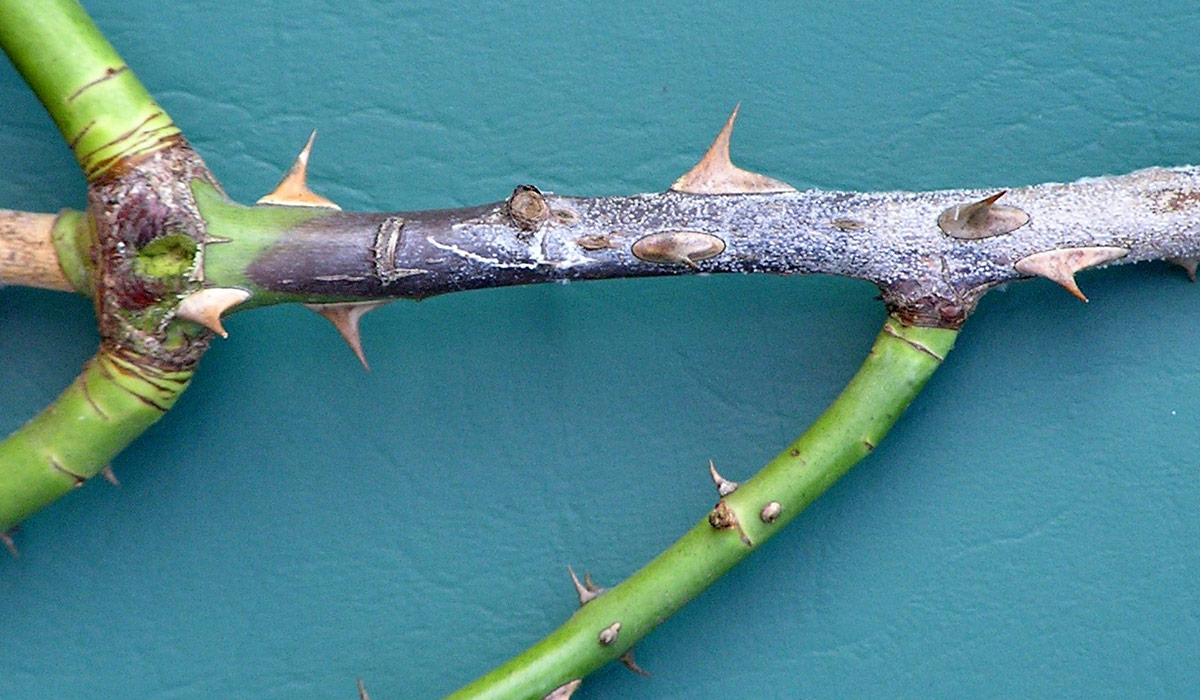 Elongated dark lesions running along the cane, sunken into the bark.