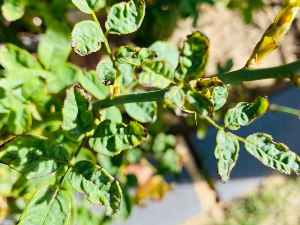 Young leaves curl upward, often with silvery streaks or tiny specks on the underside from thrips feeding damage.
