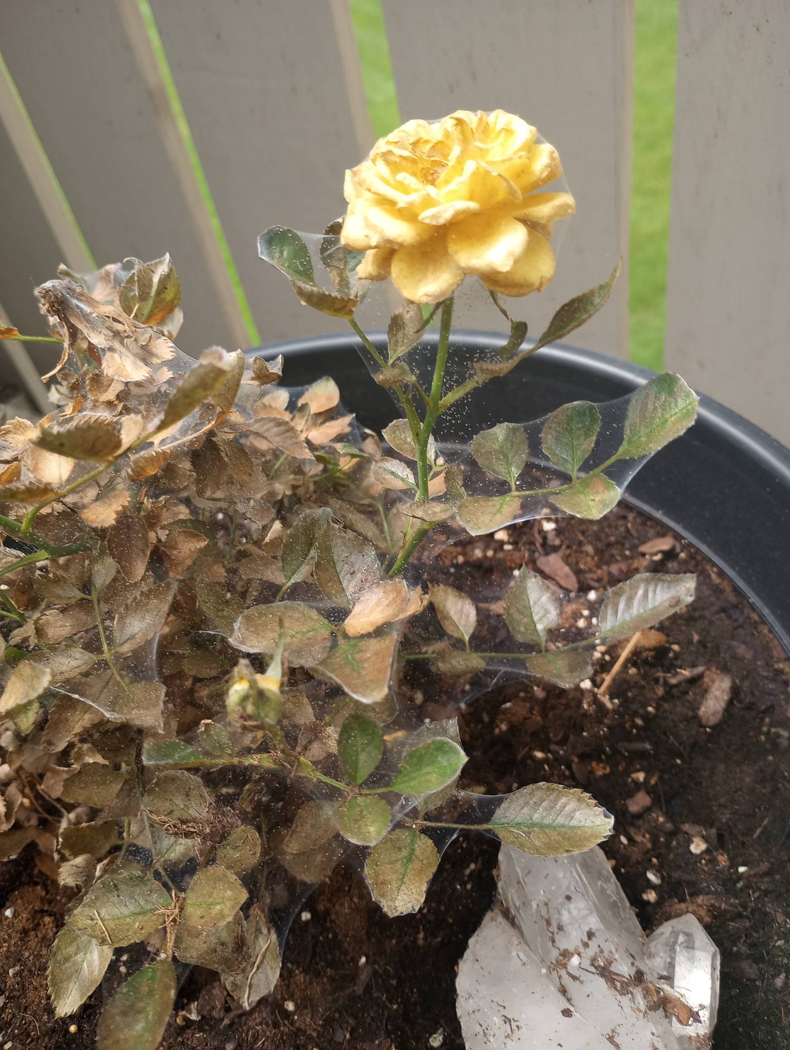 Leaves curl upward because the underside is damaged by mite feeding, often accompanied by yellow stippling and fine webbing.