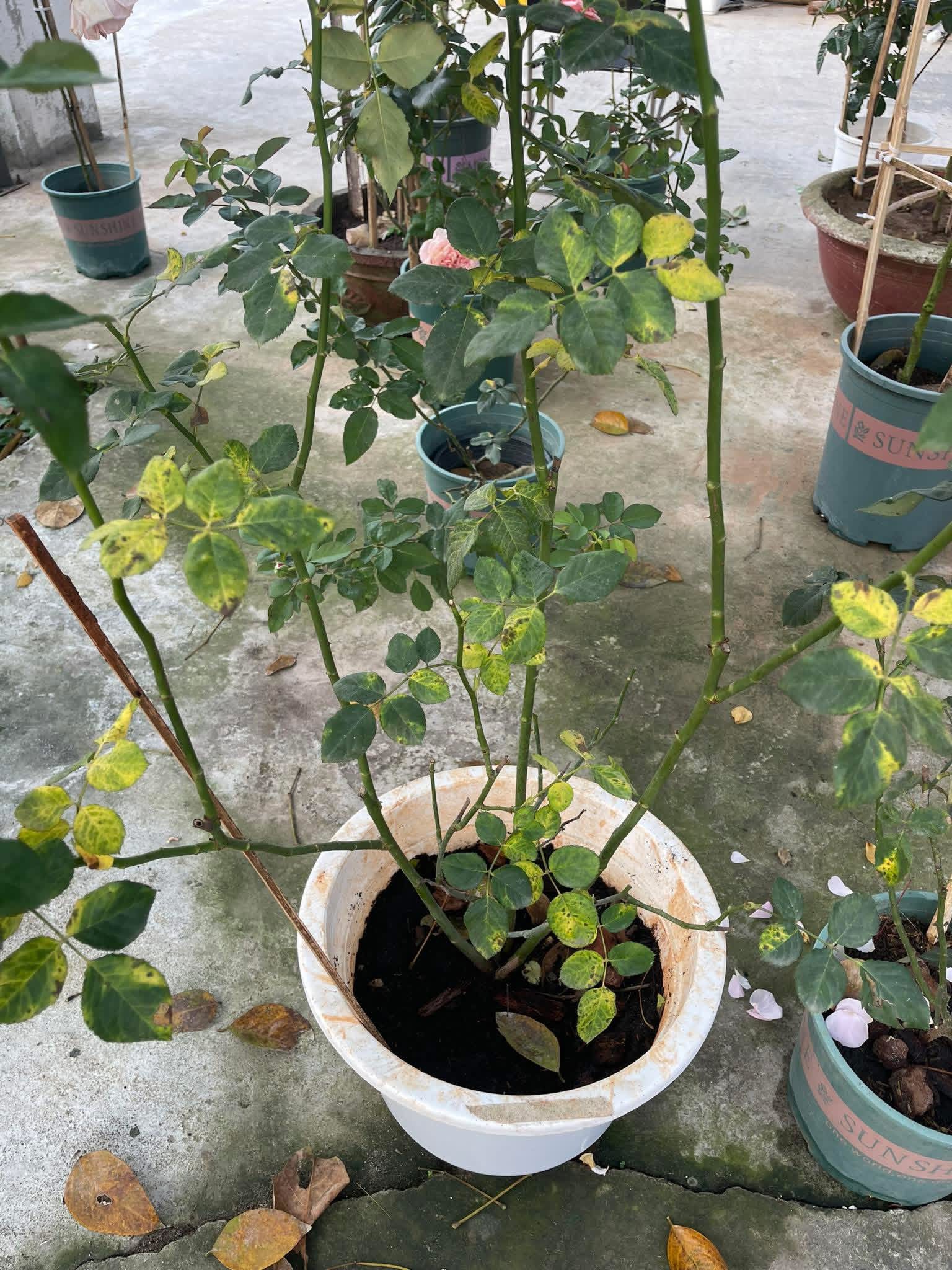 Leaves drop on light contact because the underlying tissue has already become necrotic.