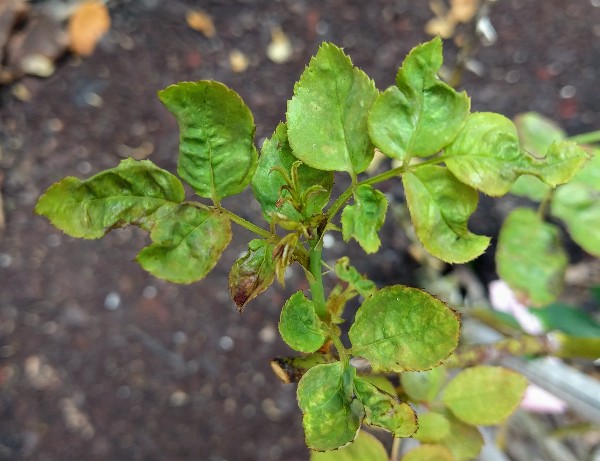 Young leaves curl upward, often with silvery streaks or tiny specks on the underside from thrips feeding damage.
