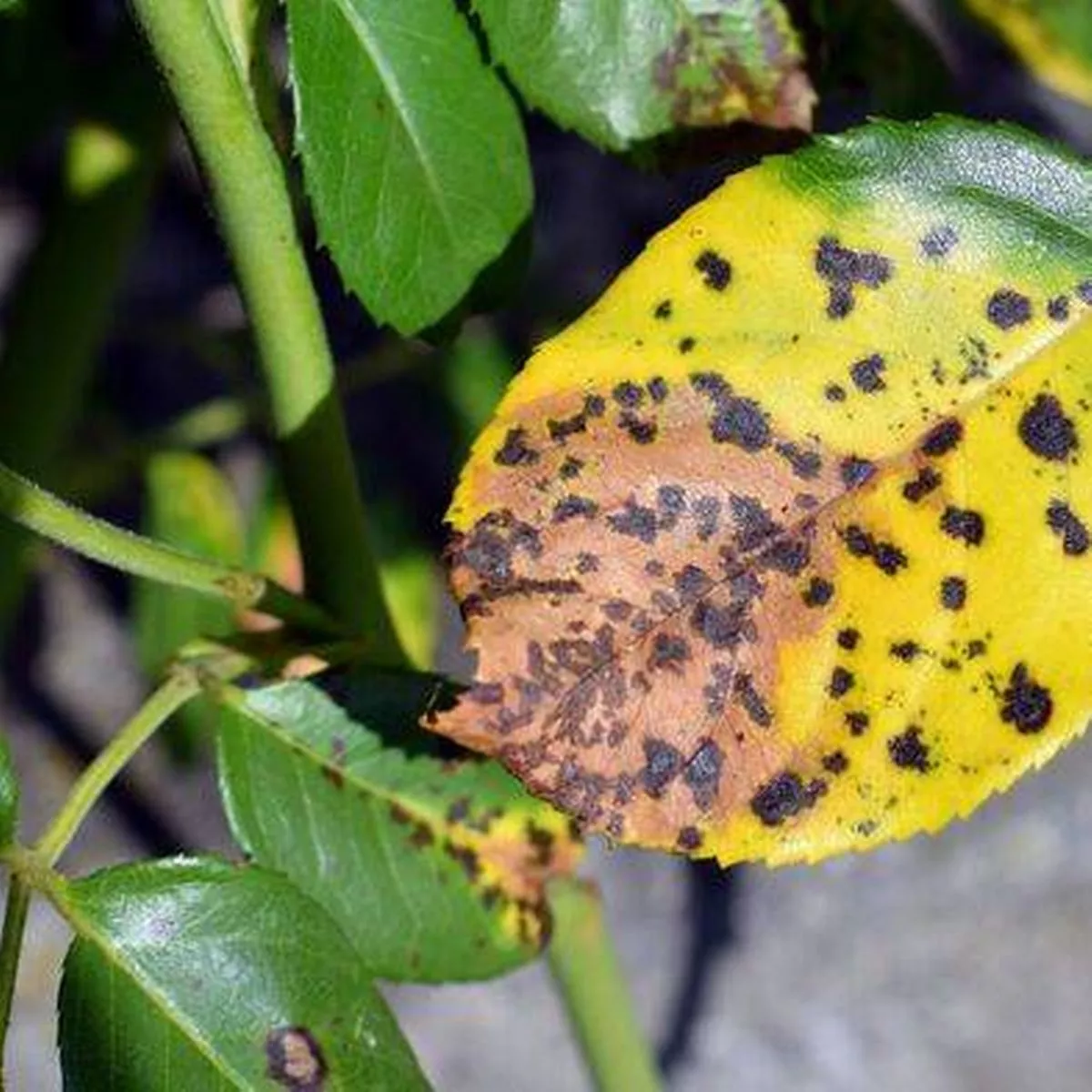 Leaf edges turn dry and black as the fungal infection destroys the tissue