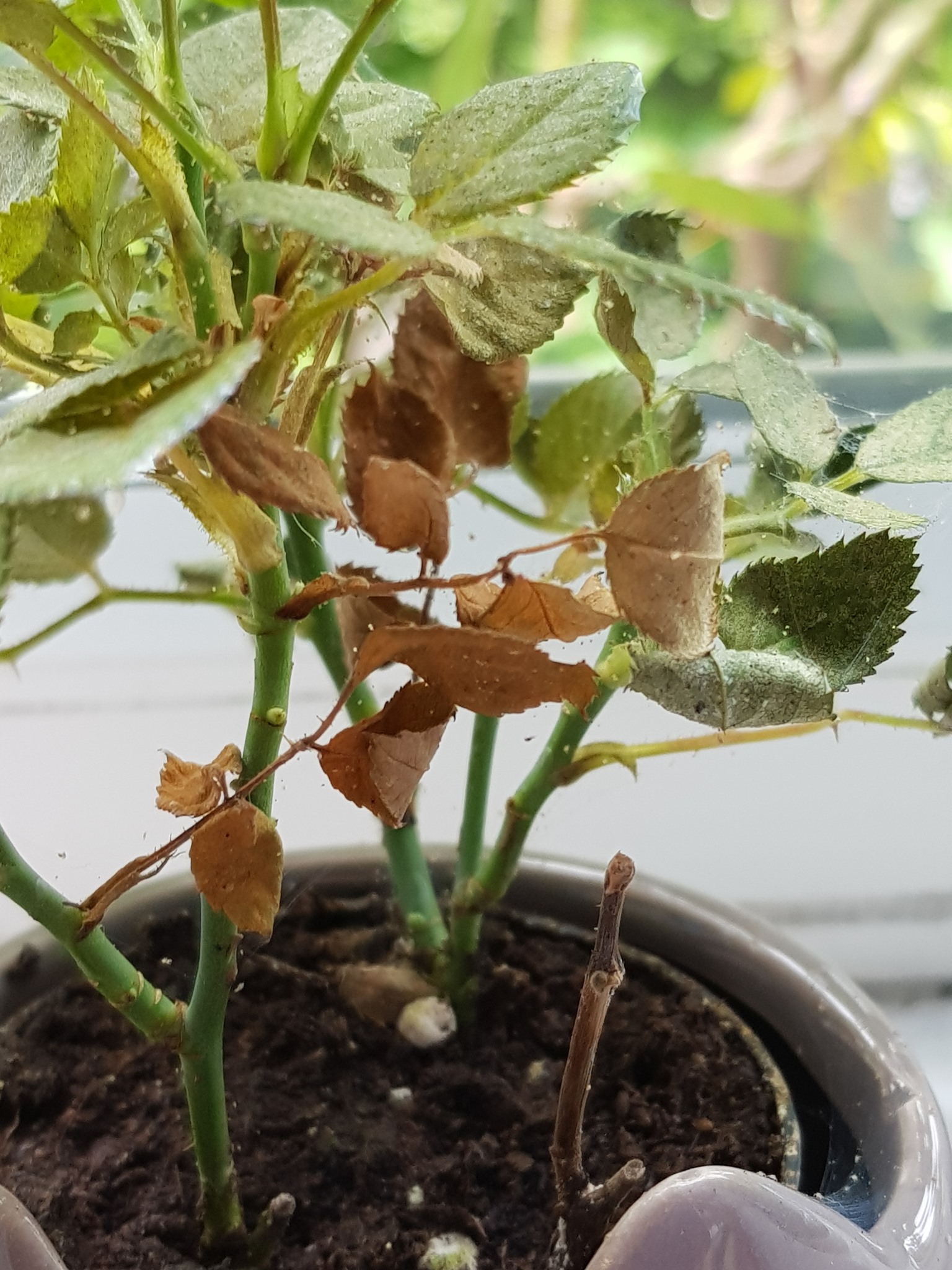 Leaves curl upward because the underside is damaged by mite feeding, often accompanied by yellow stippling and fine webbing.