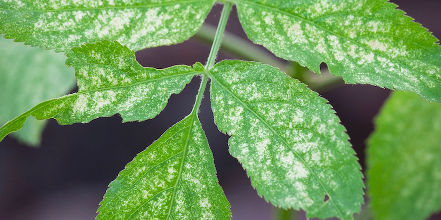 Spots appear as tiny, pin-prick lesions with no defined margins, representing individual physical punctures from mite feeding.