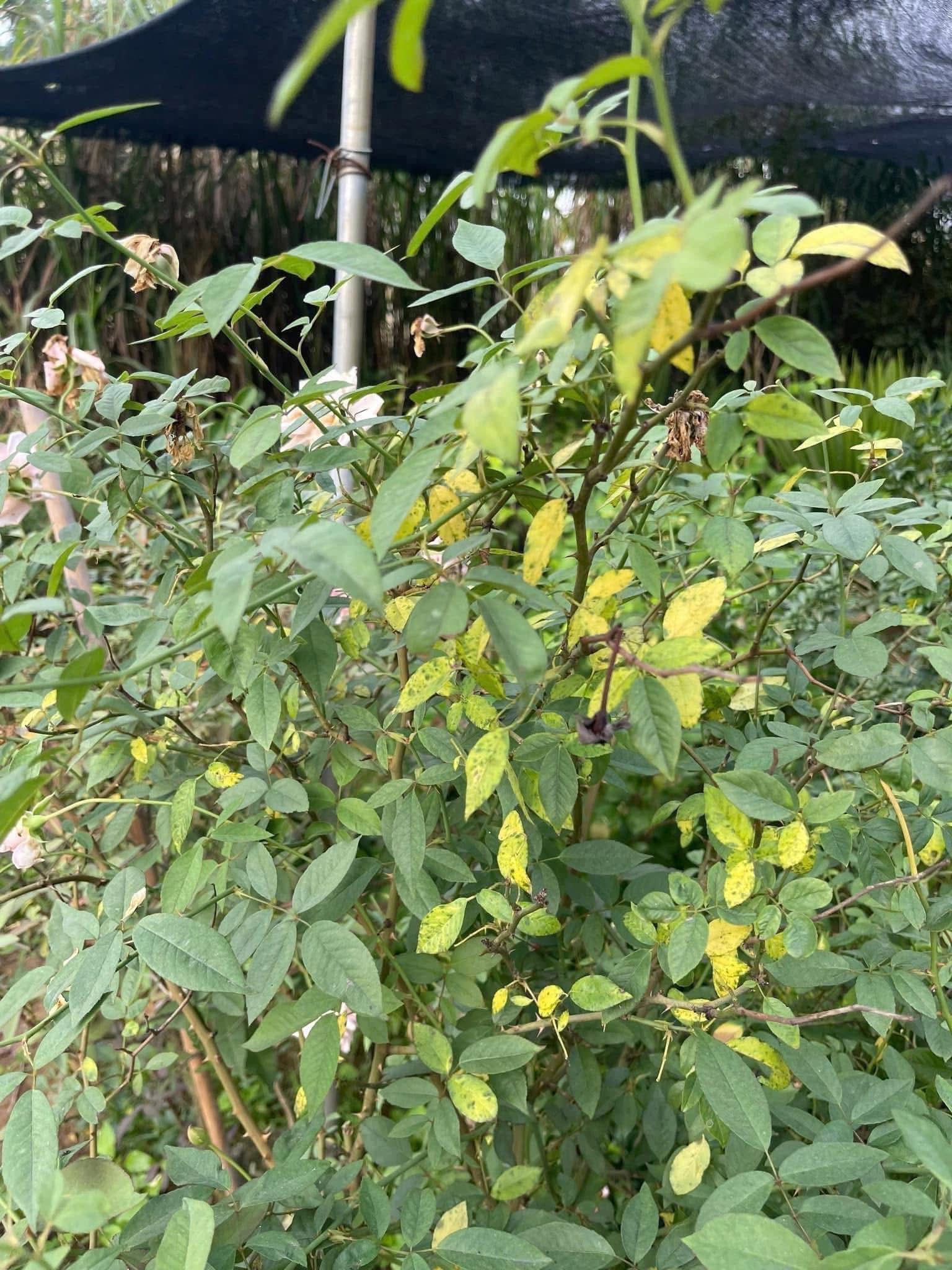 Leaves drop on light contact because the underlying tissue has already become necrotic.
