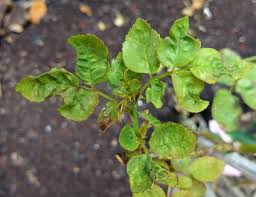 Young leaves curl upward, often with silvery streaks or tiny specks on the underside from thrips feeding damage.