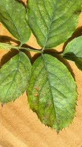 Spots appear as tiny, pin-prick lesions with no defined margins, representing individual physical punctures from mite feeding.