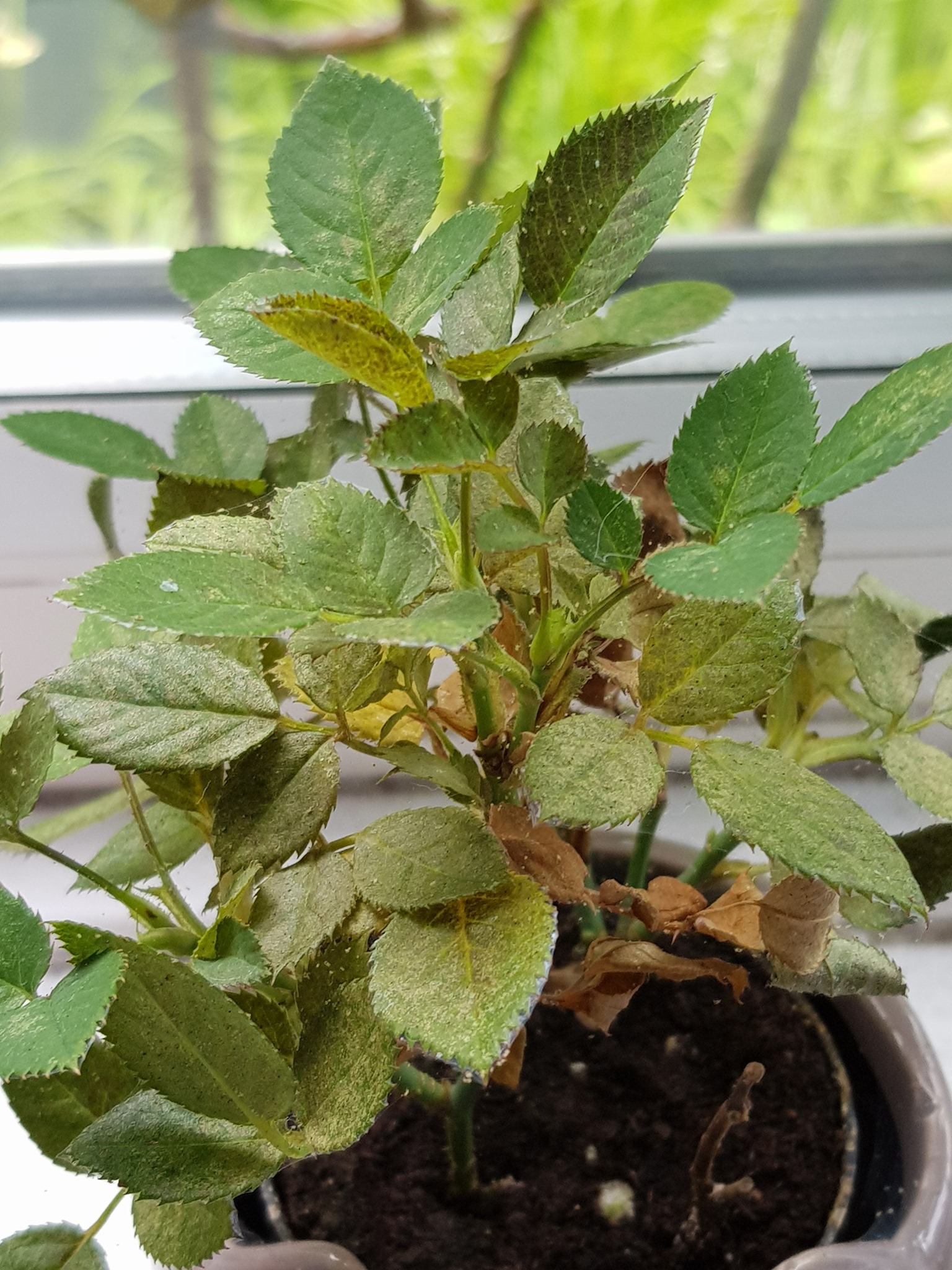 Lower, older leaves develop tiny, dust-like yellow or light brown speckles from mite feeding punctures. The leaf surface becomes dull and mottled, losing its green gloss, though the affected leaves remain attached.