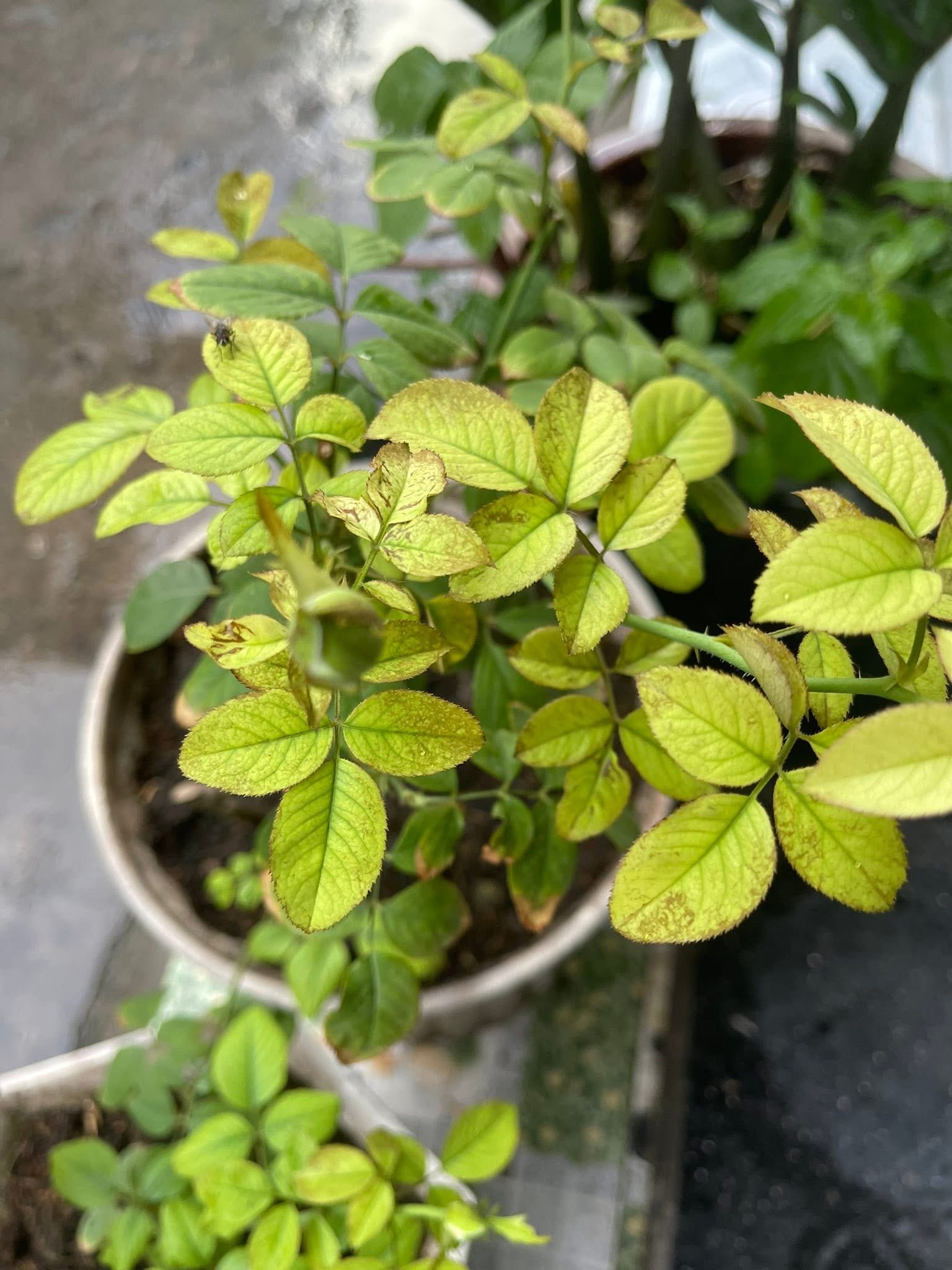 Soil pH Imbalance
