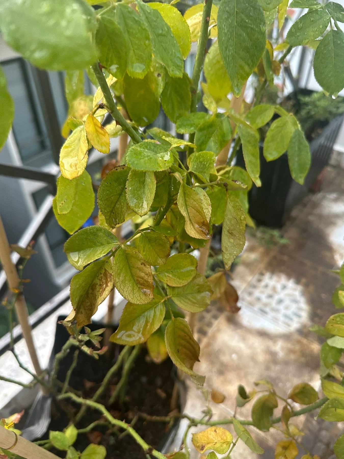 Khô hạn (Drought Stress)