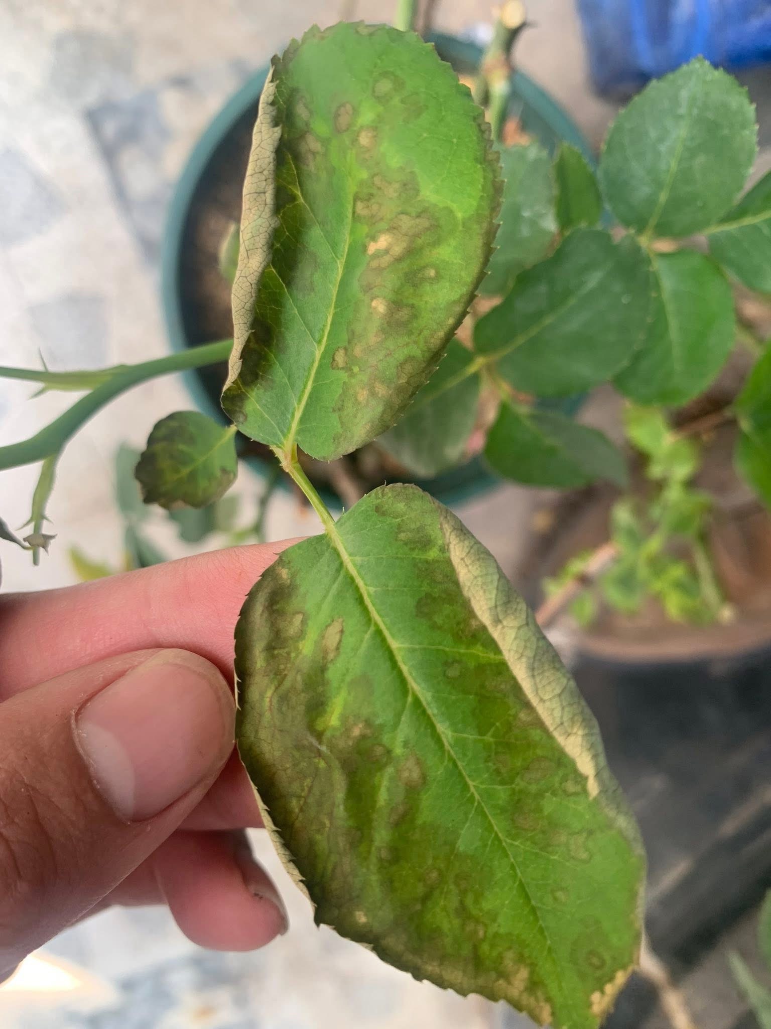 Lá cuộn mép lên trên tạo thành hình máng xối, một phản ứng tự vệ để giảm diện tích tiếp xúc với ánh nắng và giảm thoát hơi nước.