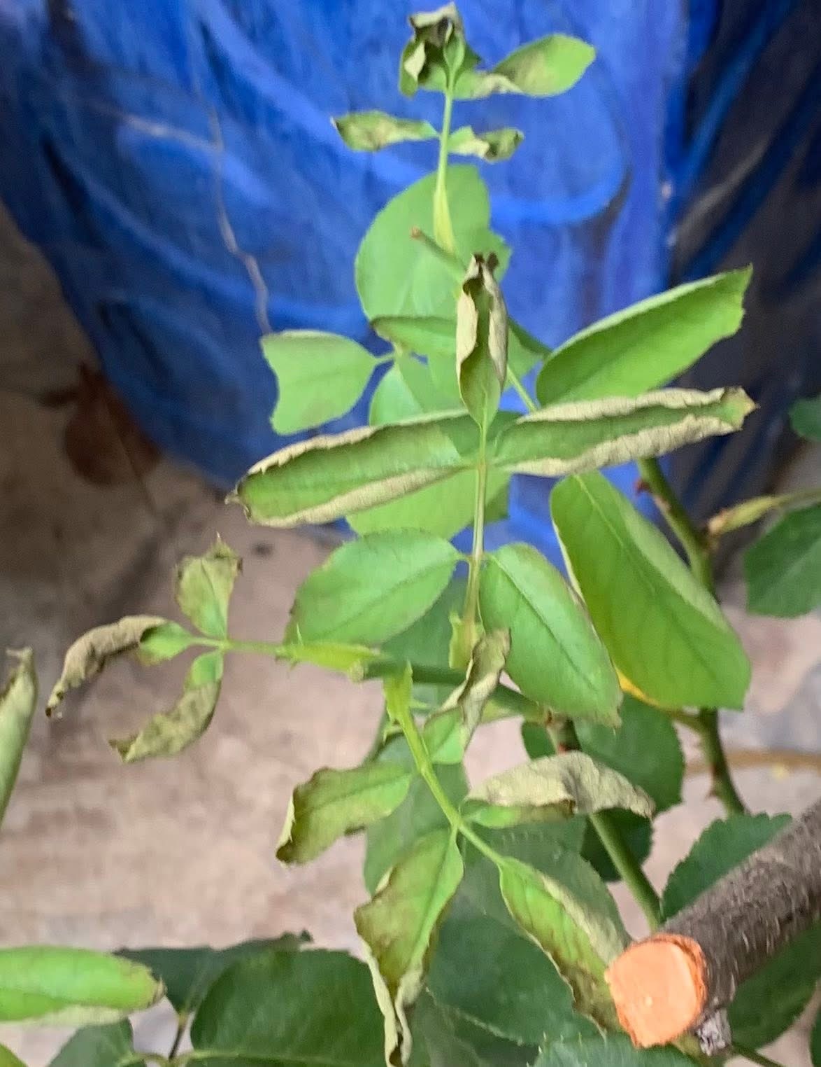 Lá cuộn mép lên trên tạo thành hình máng xối, một phản ứng tự vệ để giảm diện tích tiếp xúc với ánh nắng và giảm thoát hơi nước.