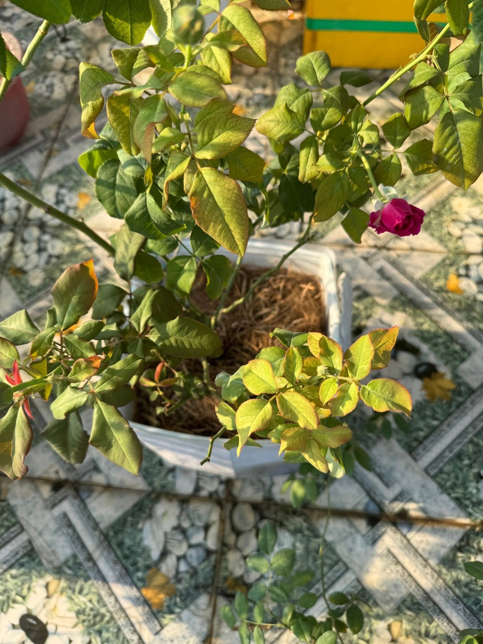 Lá héo rũ, mềm nhũn — đặc biệt rõ vào buổi trưa và chiều