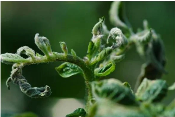 Ca Deficiency