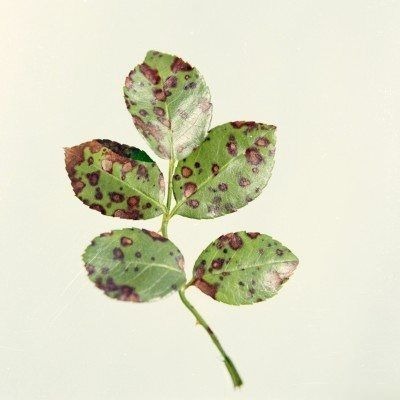Differentiating Black Spot, Anthracnose, and Downy Mildew on Roses by Lesion Shape