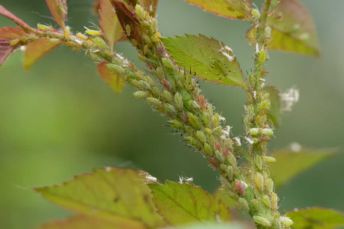 Aphids