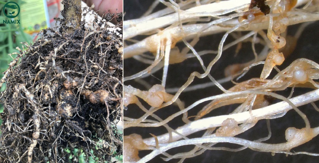 Root-knot Nematode