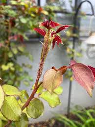 The underside of young leaves shows tiny, localized mechanical puncture wounds and pale spot lesions directly caused by clusters of sap-feeding aphids.