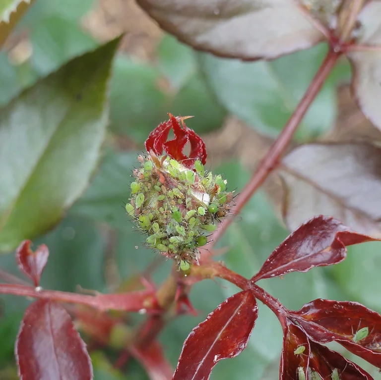 The underside of young leaves shows tiny, localized mechanical puncture wounds and pale spot lesions directly caused by clusters of sap-feeding aphids.