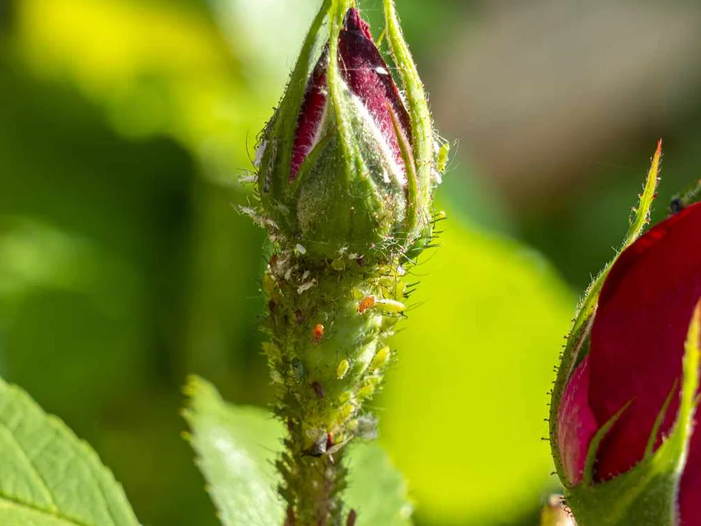 Direct observation of dense colonies of tiny green, brown, or black aphids clustering and moving slowly on the undersides of young leaves and soft growing shoots.