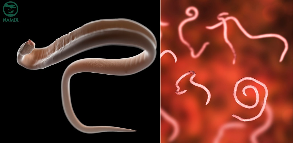 Root-knot Nematode