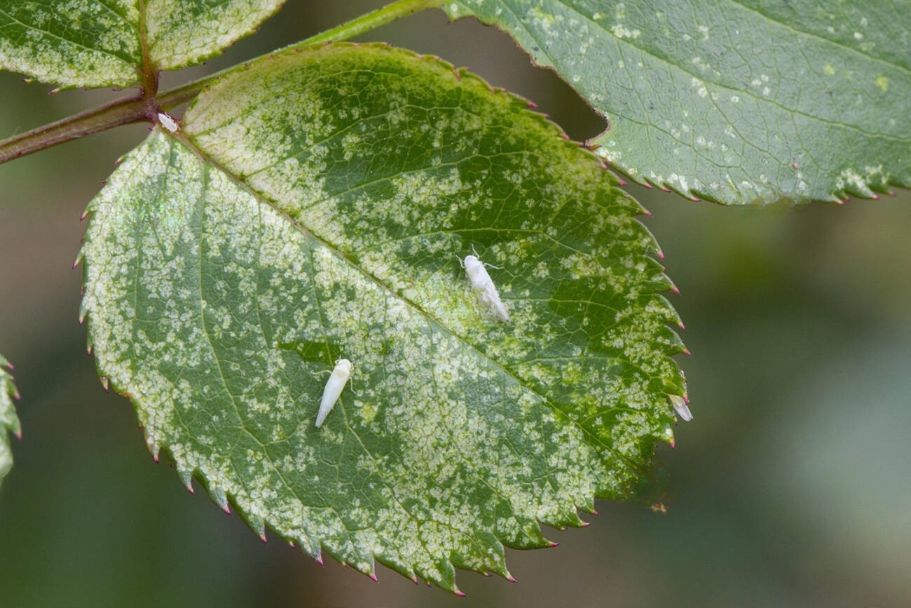 Mặt trên lá nổi các chấm/vệt lấm tấm trắng-vàng (mottling) do rầy chích hút từ mặt dưới; nặng thì cả lá bạc màu.