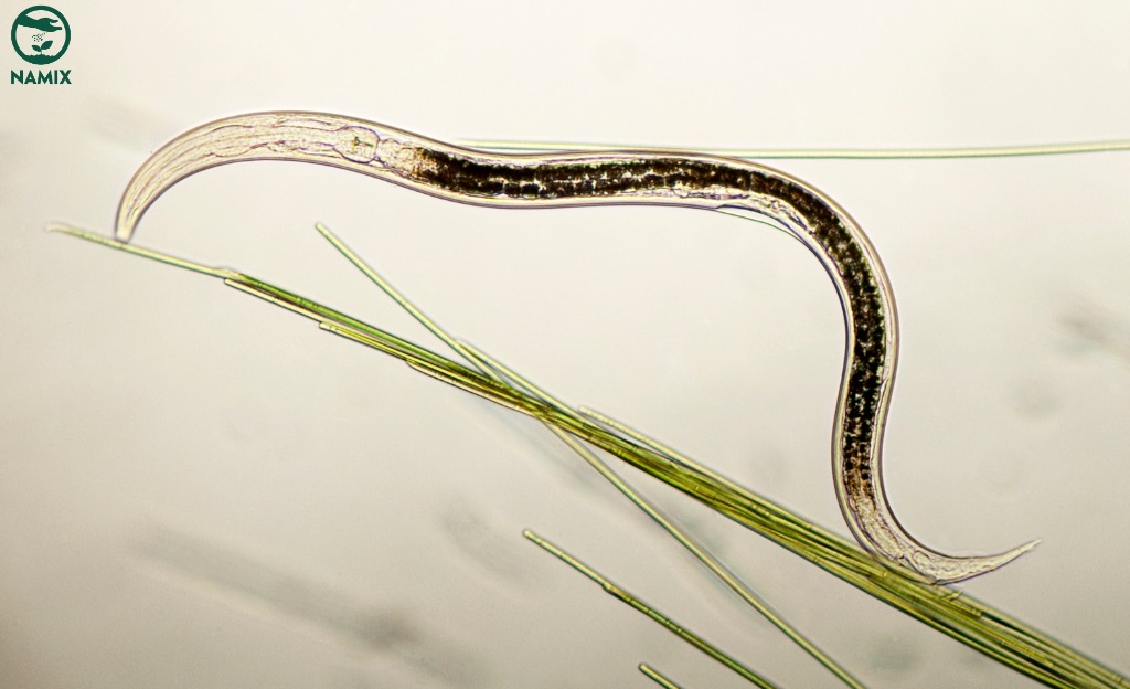 Root-knot Nematode
