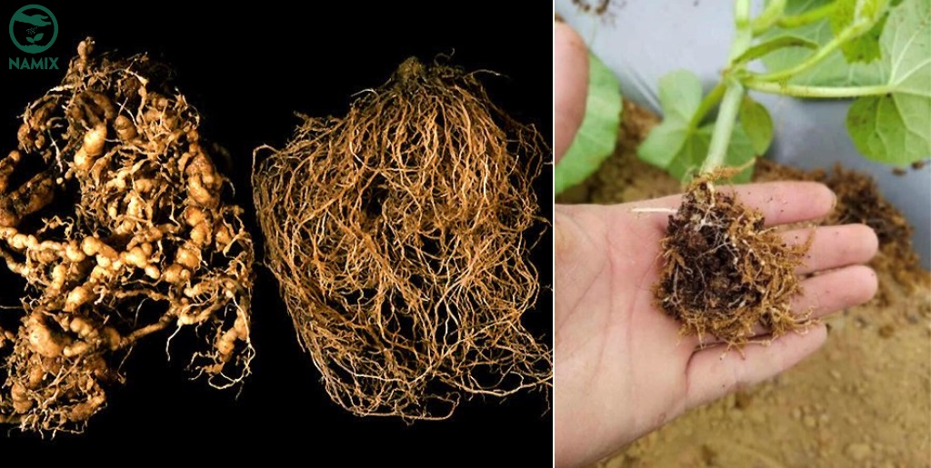 Sparse or abnormally short fine roots.
