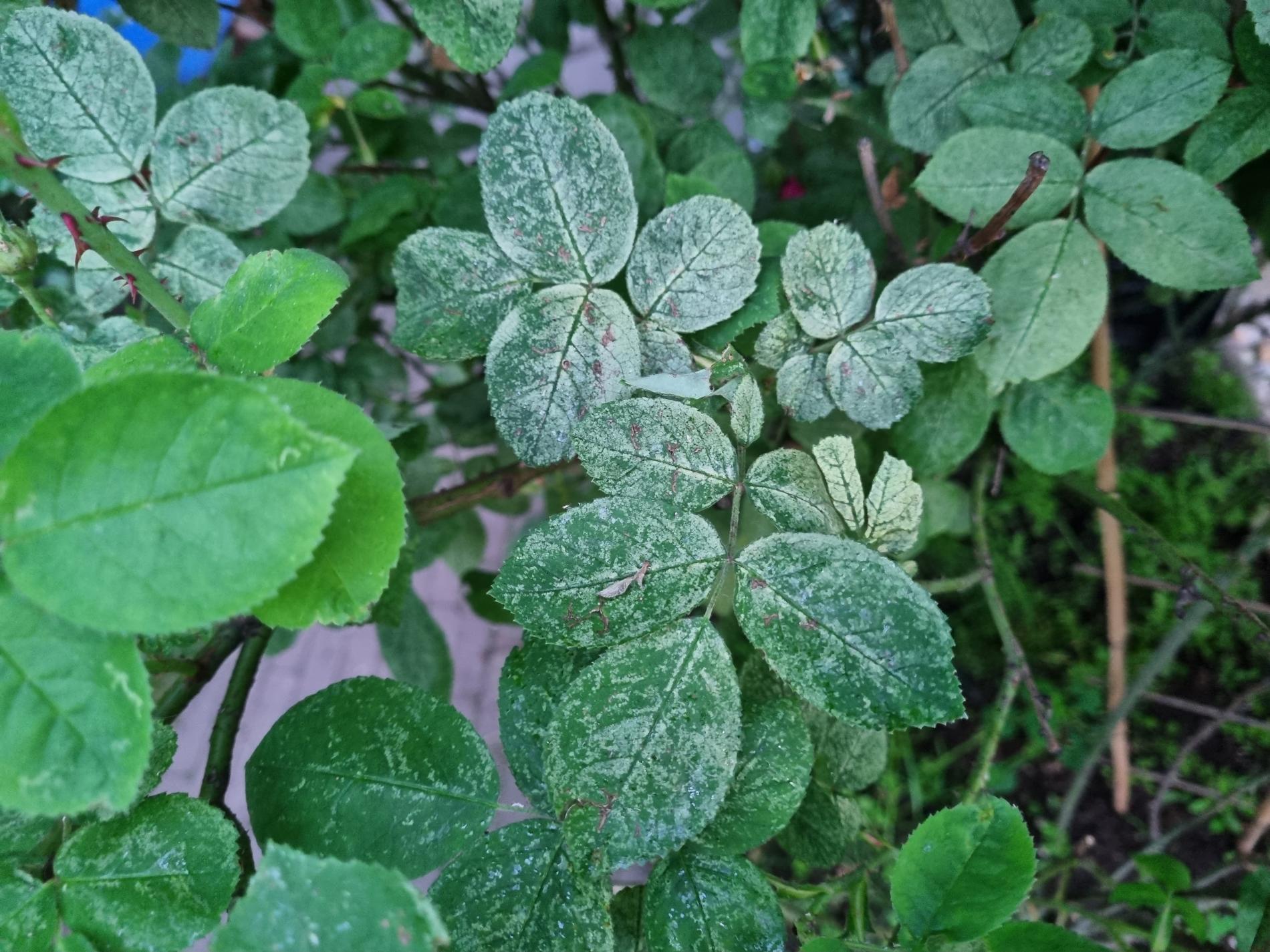 Mặt trên lá nổi các chấm/vệt lấm tấm trắng-vàng (mottling) do rầy chích hút từ mặt dưới; nặng thì cả lá bạc màu.