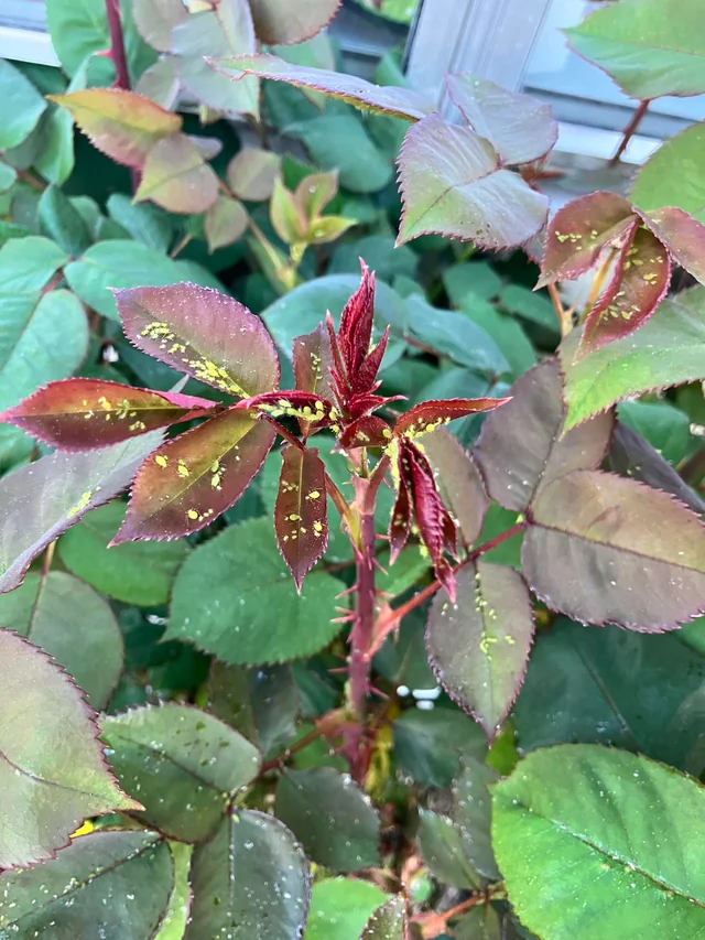 The underside of young leaves shows tiny, localized mechanical puncture wounds and pale spot lesions directly caused by clusters of sap-feeding aphids.