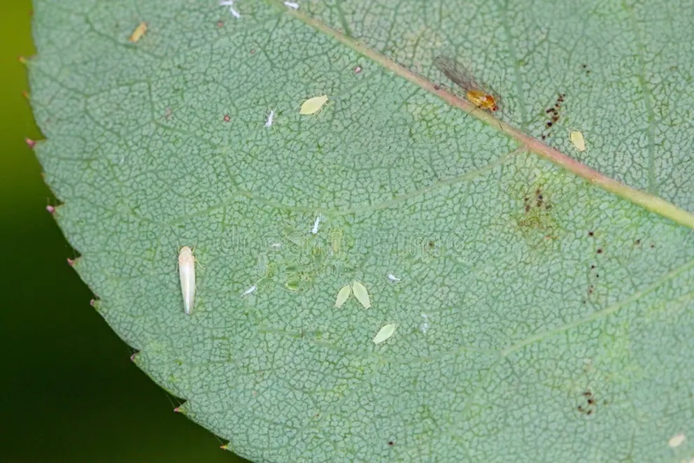 Leafhopper