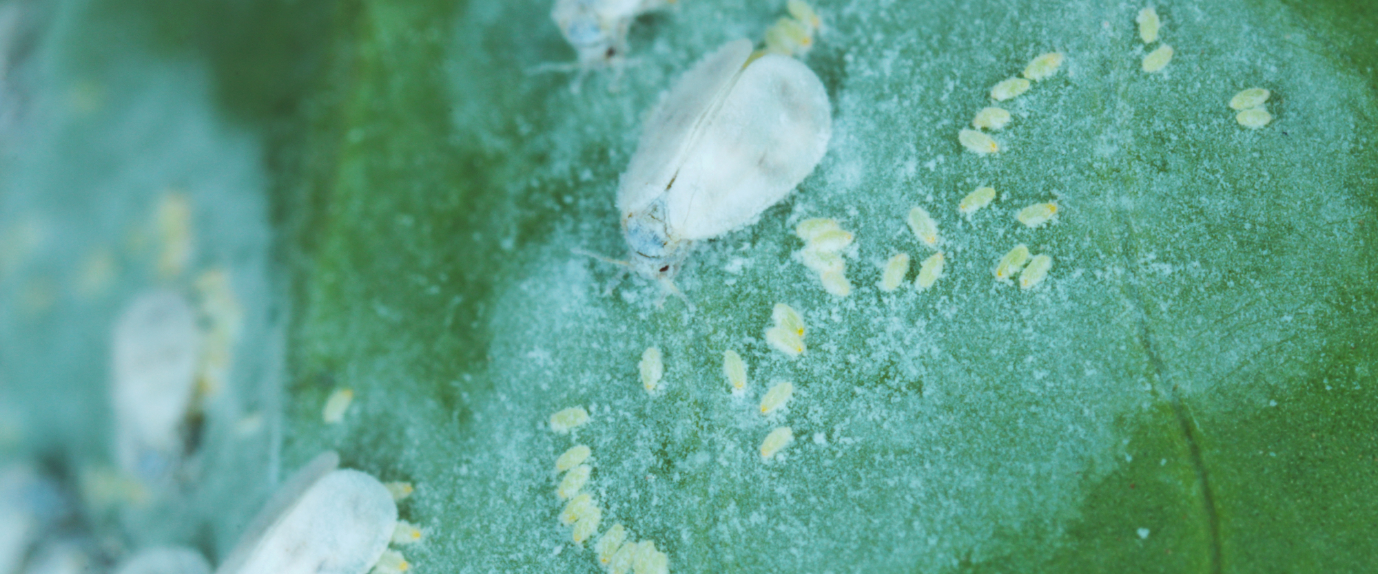 Eggs and nymphs cling to the underside of leaves.