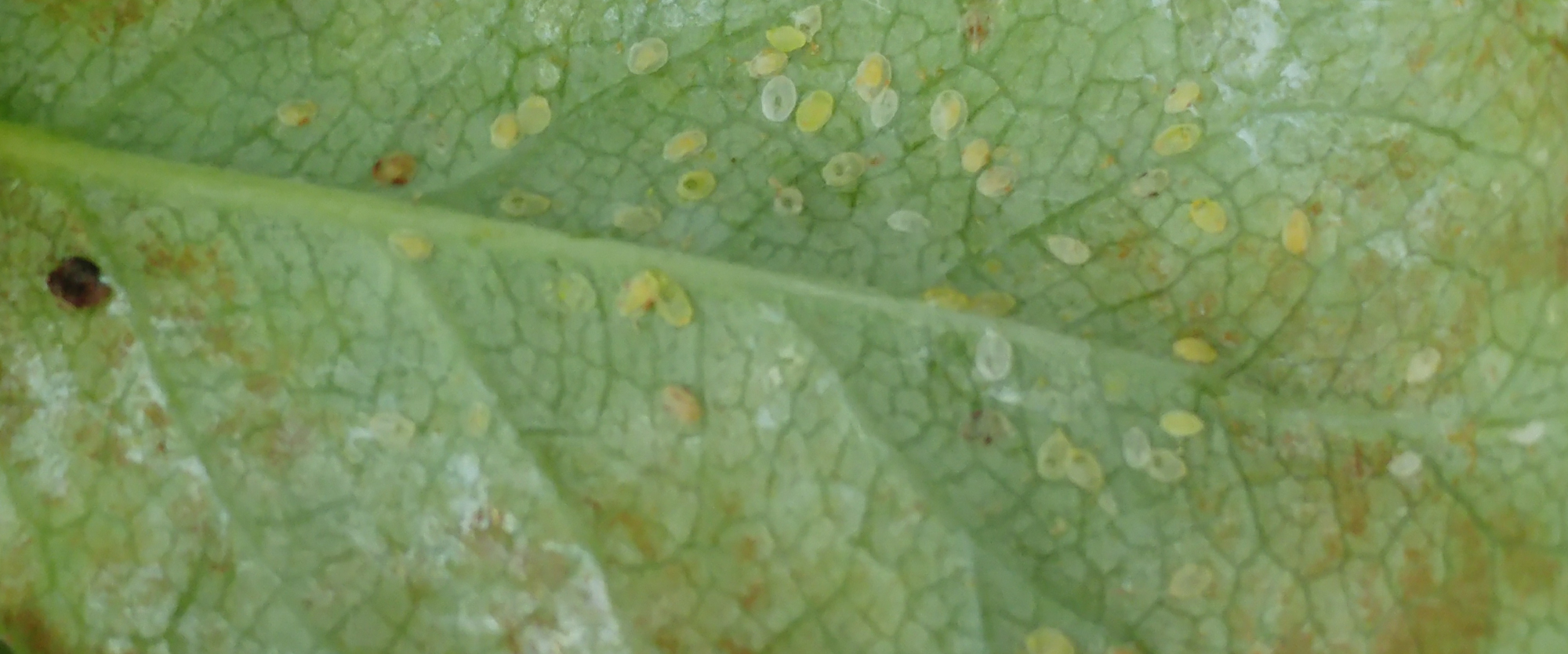 Eggs and nymphs cling to the underside of leaves.