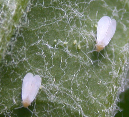 Whitefly