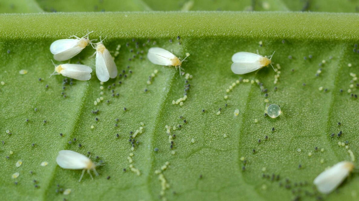 Eggs and nymphs cling to the underside of leaves.