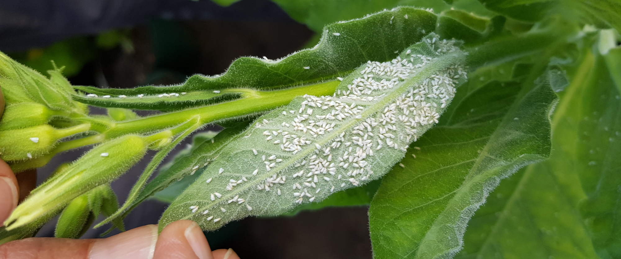 Eggs and nymphs cling to the underside of leaves.
