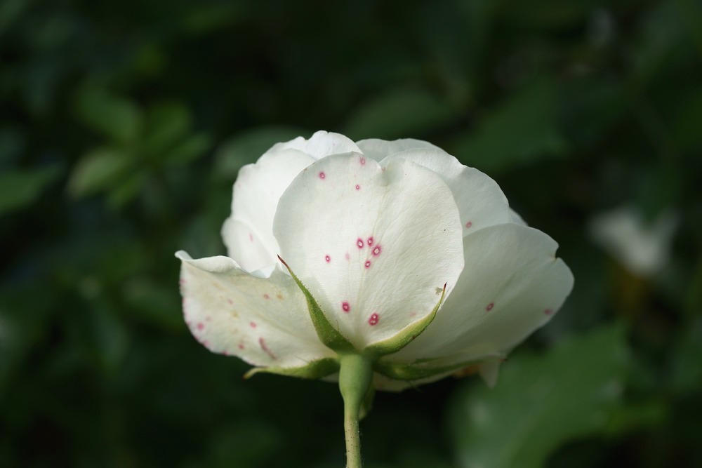 Botrytis Blight