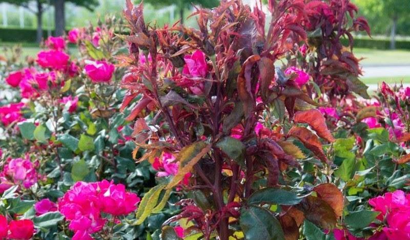 Bệnh chổi rồng hoa hồng (Rose Rosette)