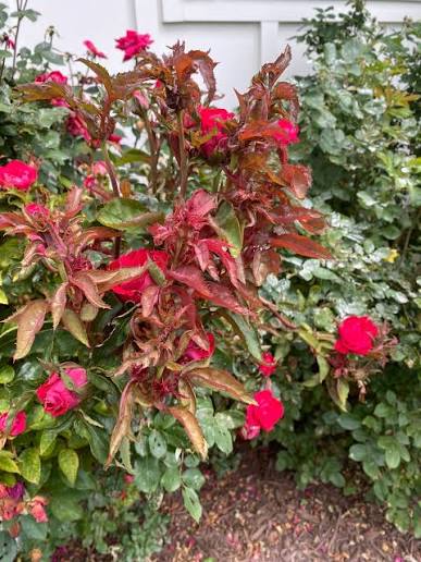 Rose Rosette Disease