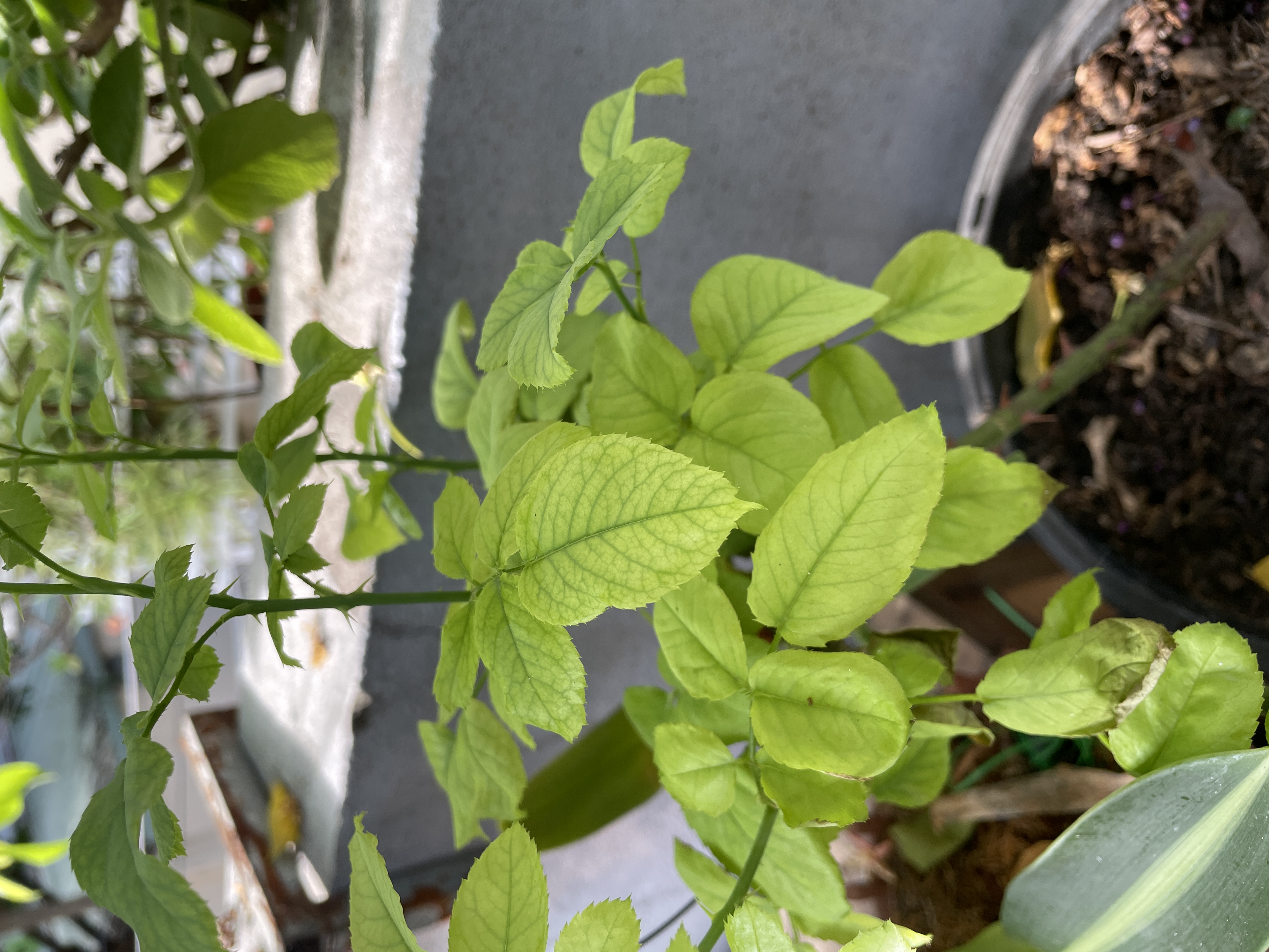 Sulfur Deficiency