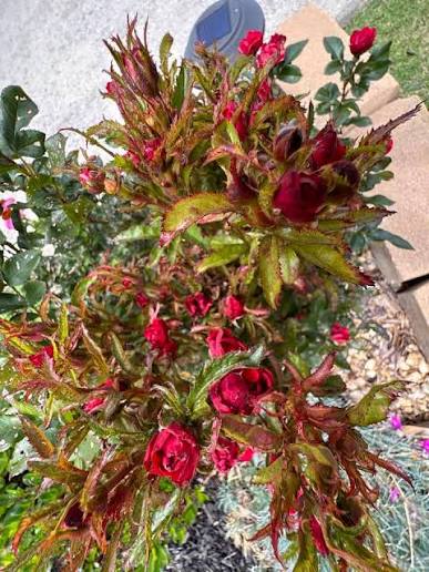 Bệnh chổi rồng hoa hồng (Rose Rosette)