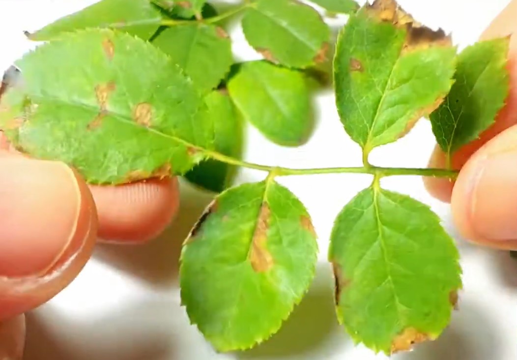 Phần lá bị bệnh khô giòn, dễ vụn khi chạm vào; lá nhiễm nặng rụng sớm.
