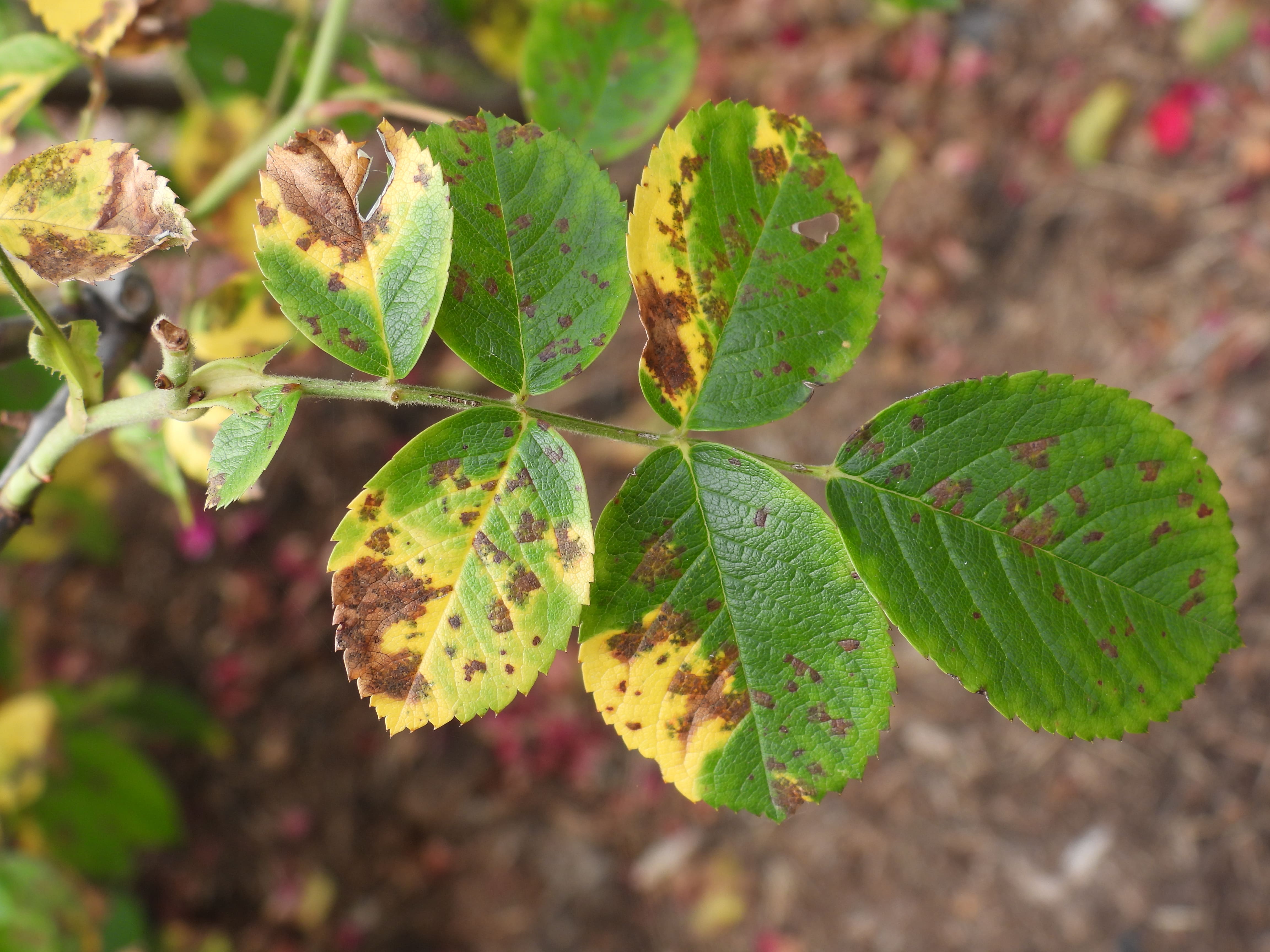 Bệnh cháy lá, đốm lá Pestalotia