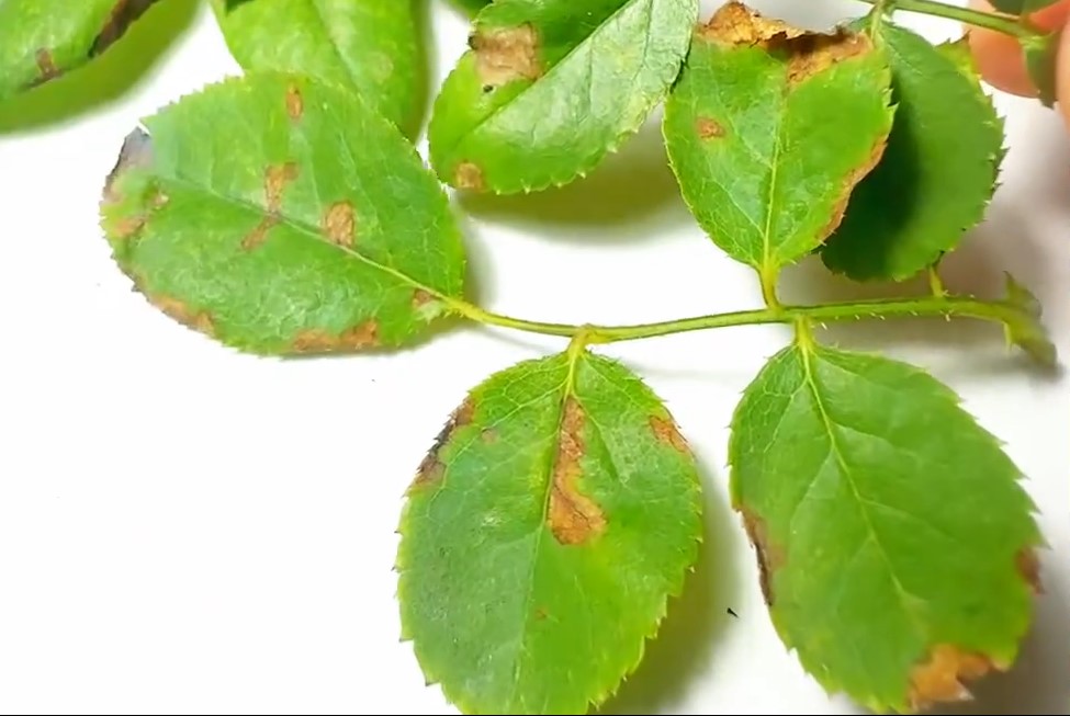 Vết bệnh không có hình dạng nhất định, lan thành mảng cháy loang lổ màu nâu xám đến xám bạc như bị lửa hơ — không phải đốm tròn có vòng đồng tâm như thán thư.